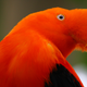 Illustration for article titled Meet the Andean Cock-of-the-rock. Its f*cking strange as all hell and we love it.